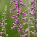 Foxglove 160607